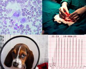 Clínica Veterinaria Doctor Cuevas operación canina