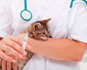 Clínica Veterinaria Doctor Cuevas mujer con un gato
